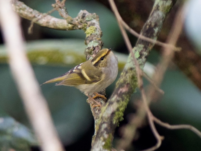 Birds of South East Asia