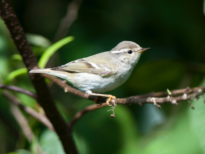 Birds of South East Asia