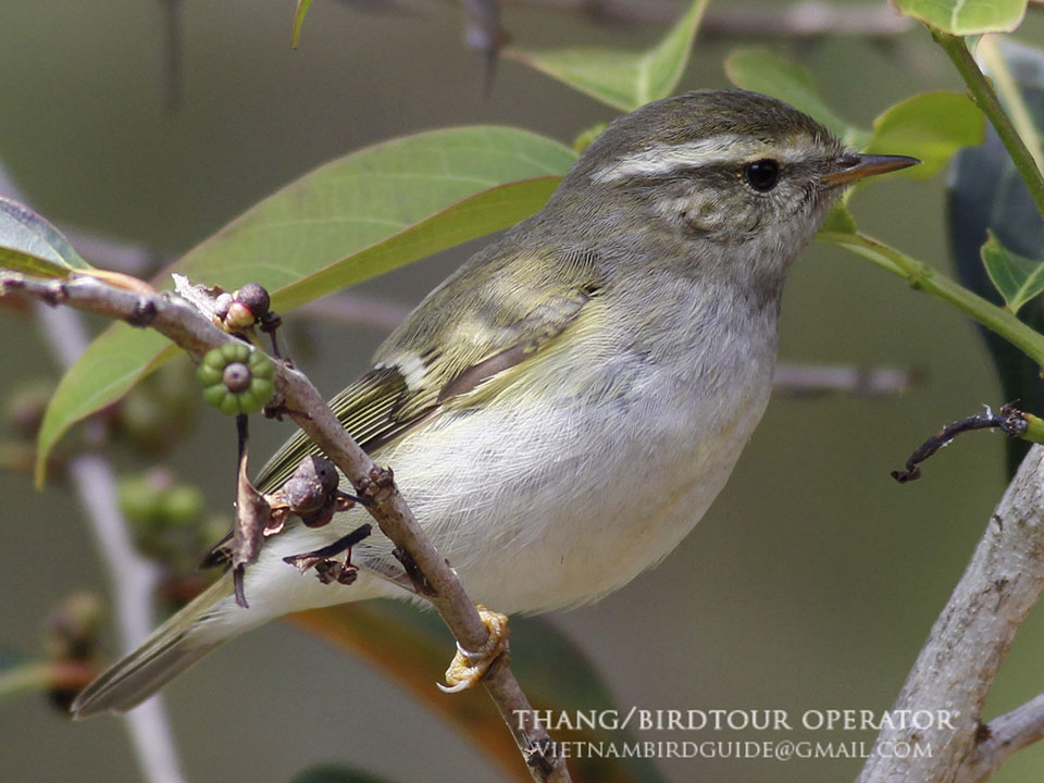 Birds of South East Asia