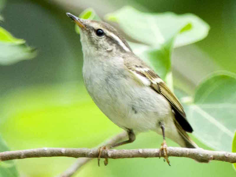 Birds of South East Asia