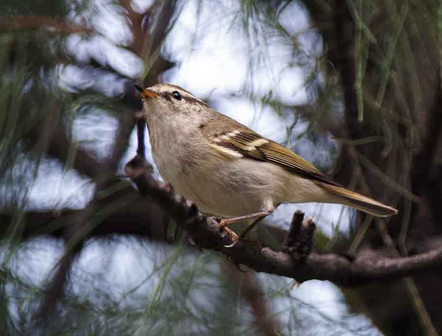 Birds of South East Asia