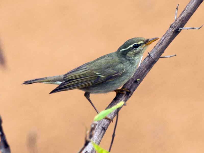 Birds of South East Asia