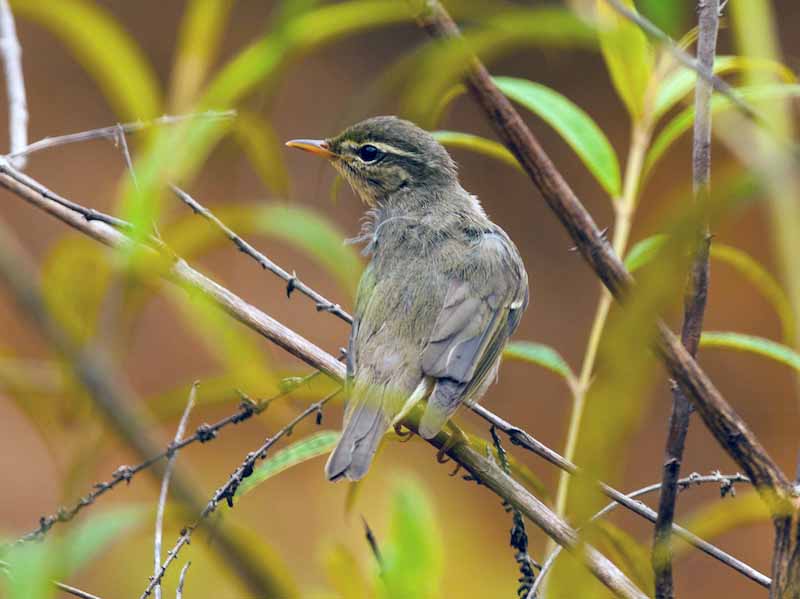 Birds of South East Asia