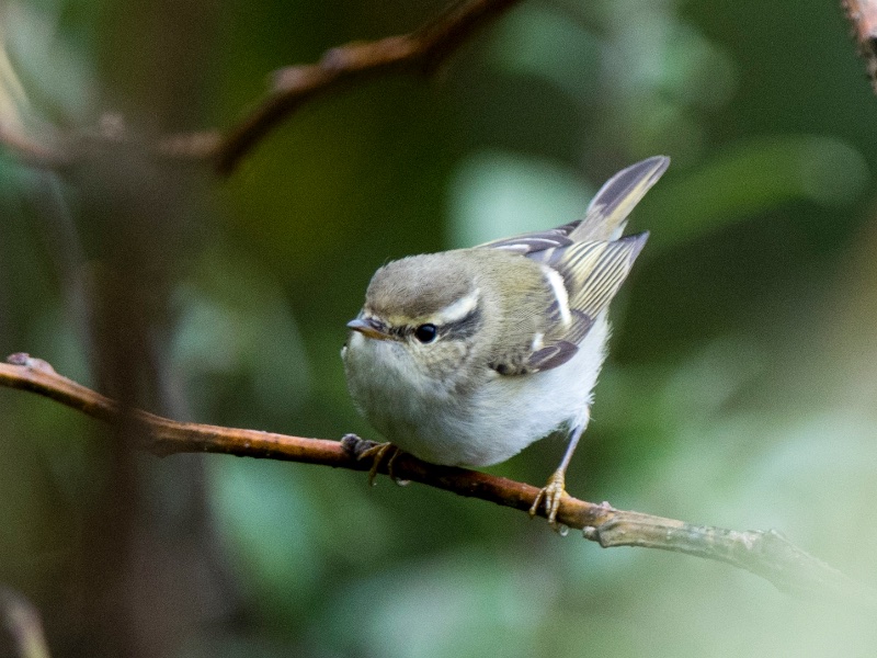 Birds of South East Asia