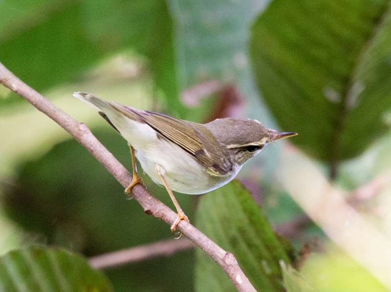 Birds of South East Asia