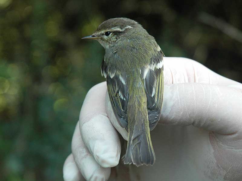 Birds of South East Asia