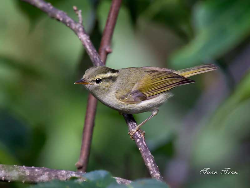 Birds of South East Asia