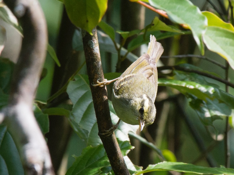 Birds of South East Asia