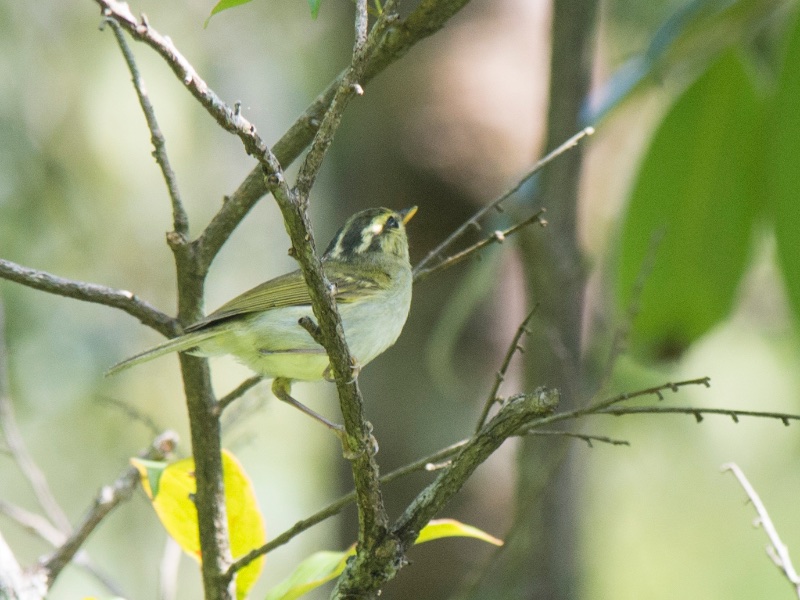 Birds of South East Asia