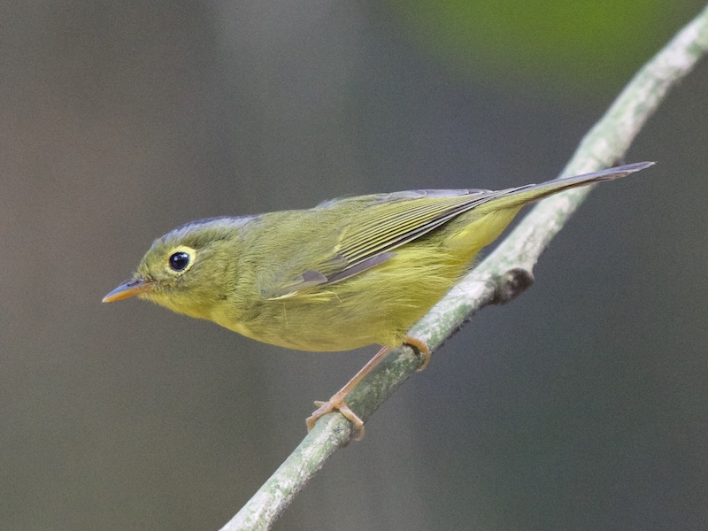 Birds of South East Asia