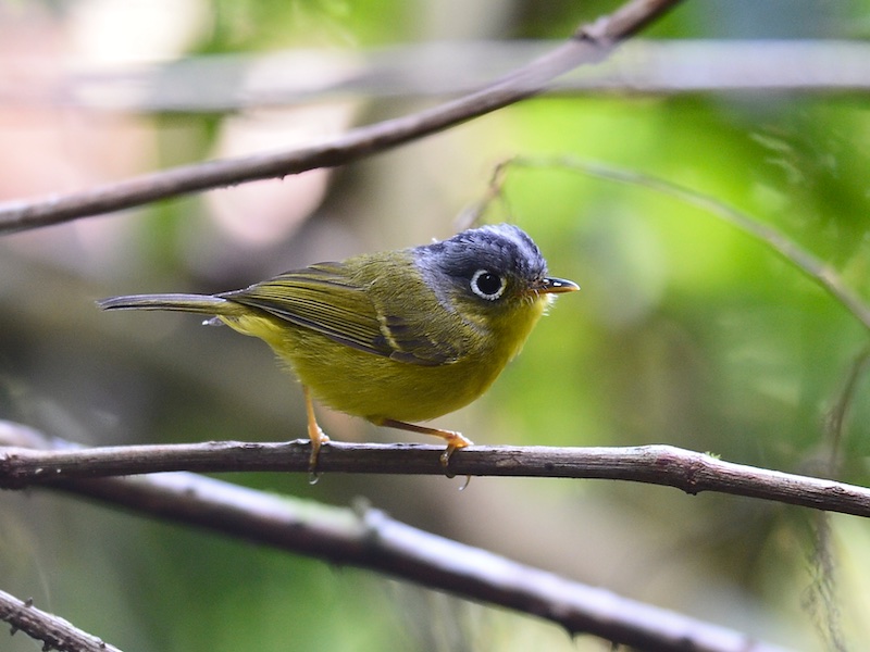 Birds of South East Asia