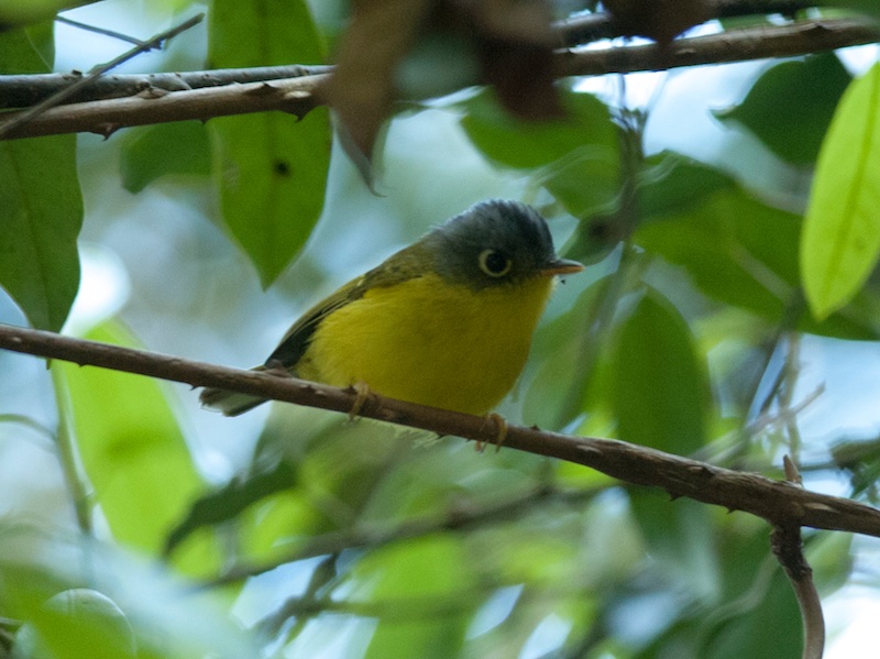 Birds of South East Asia