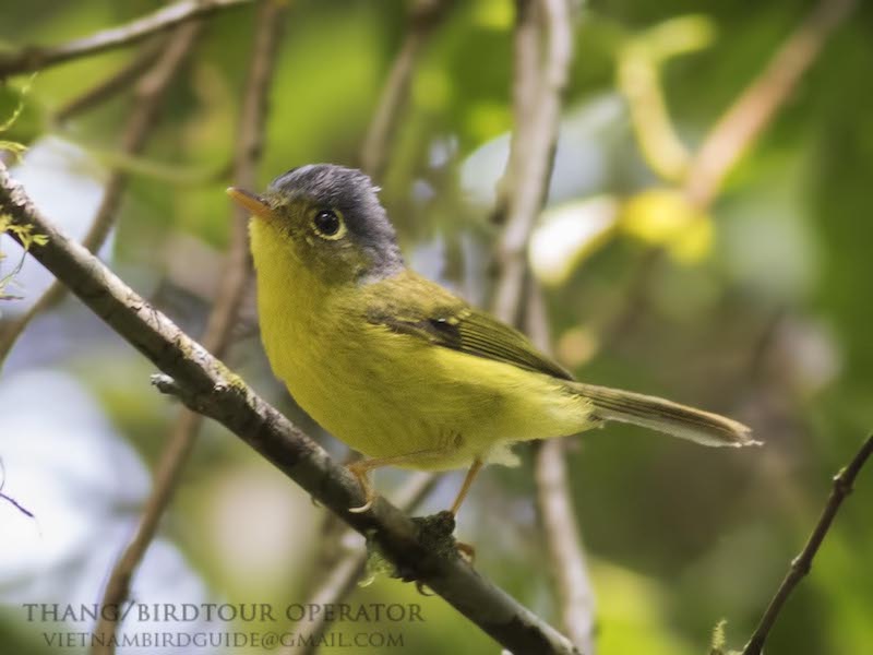 Birds of South East Asia