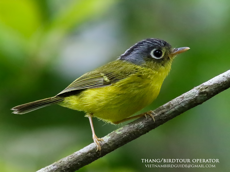 Birds of South East Asia
