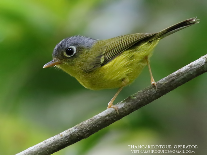 Birds of South East Asia