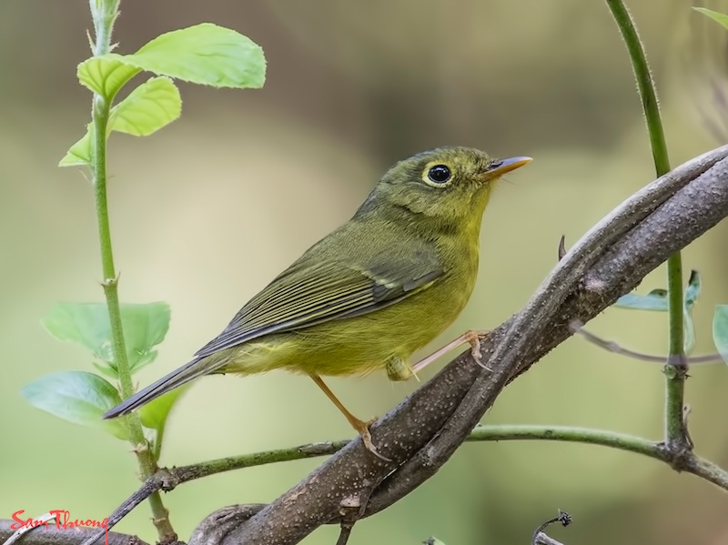 Birds of South East Asia