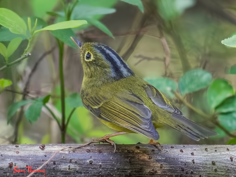 Birds of South East Asia