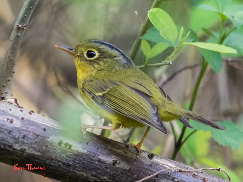 Birds of South East Asia