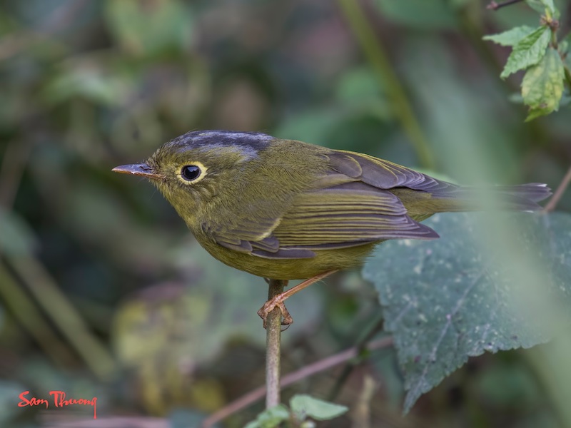 Birds of South East Asia