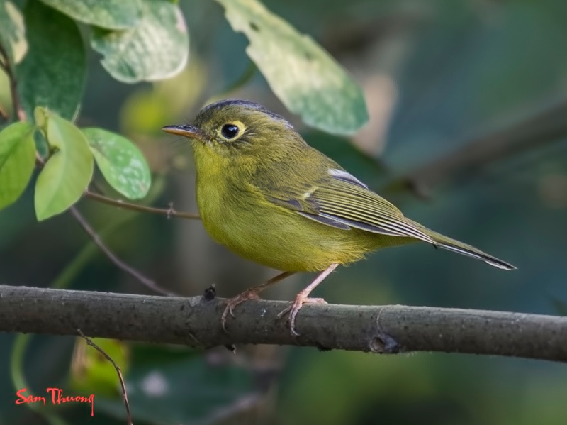 Birds of South East Asia