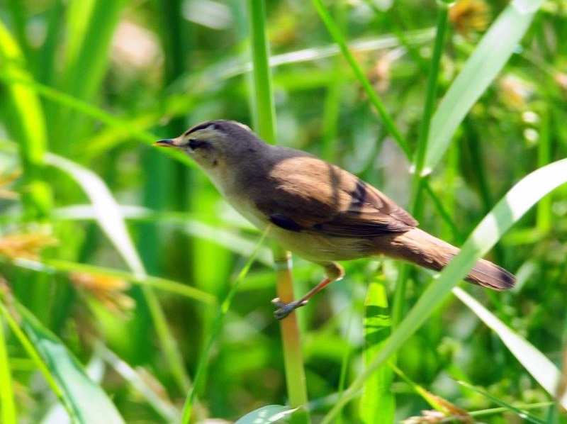 Birds of South East Asia