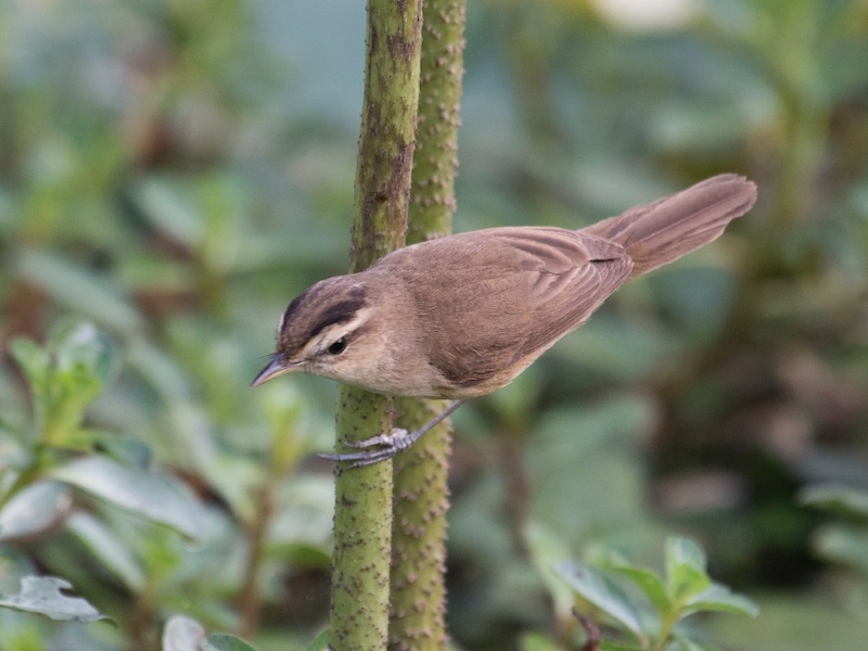 Birds of South East Asia