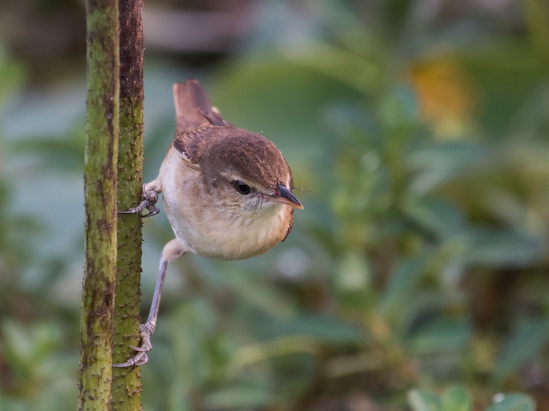 Birds of South East Asia