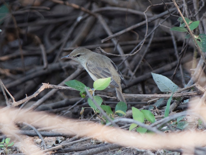 Birds of South East Asia