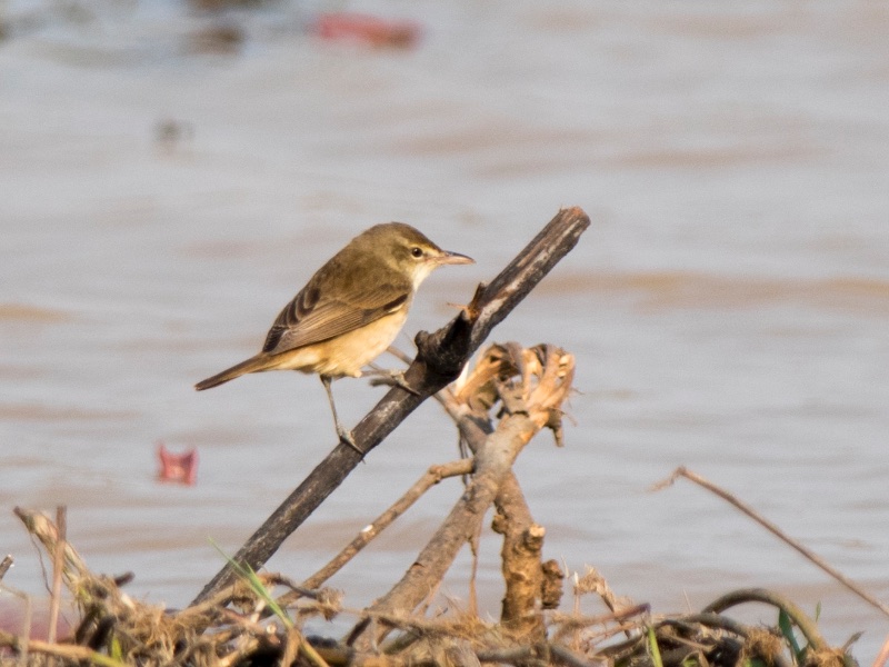 Birds of South East Asia