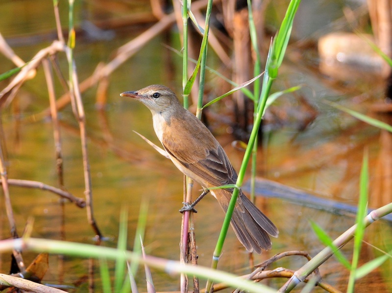 Birds of South East Asia