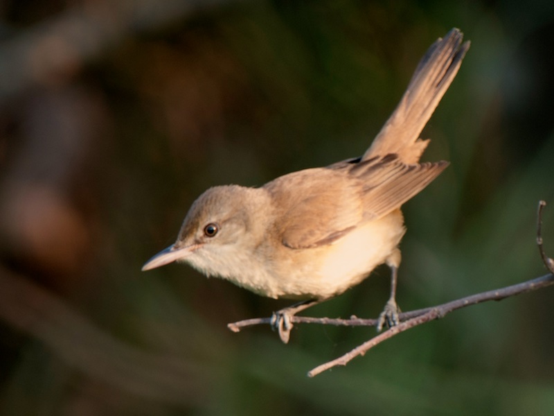Birds of South East Asia