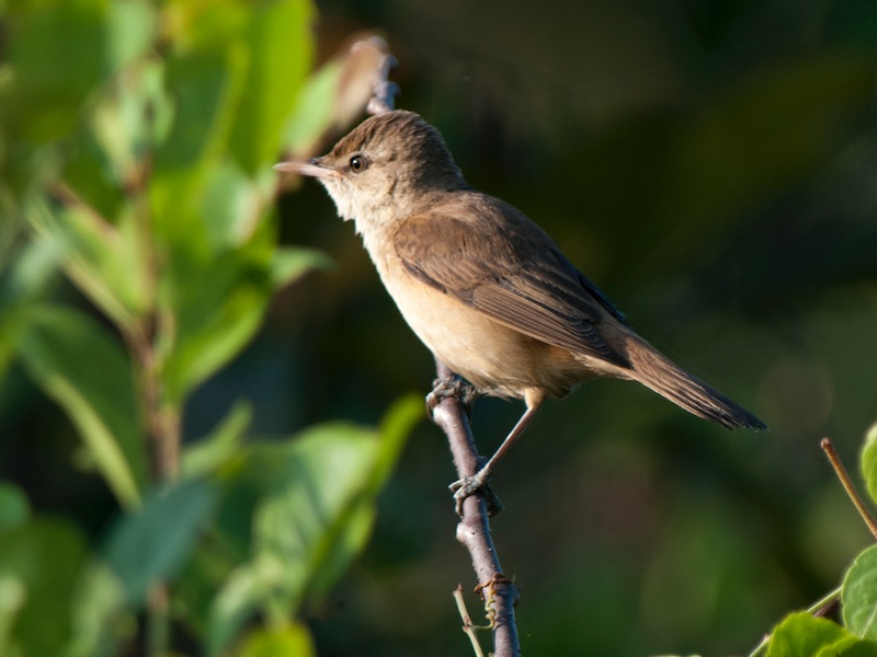 Birds of South East Asia