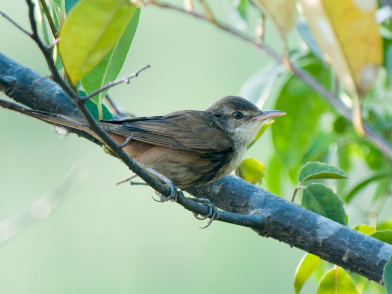 Birds of South East Asia