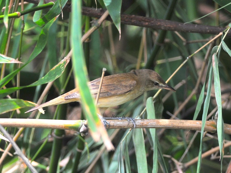 Birds of South East Asia