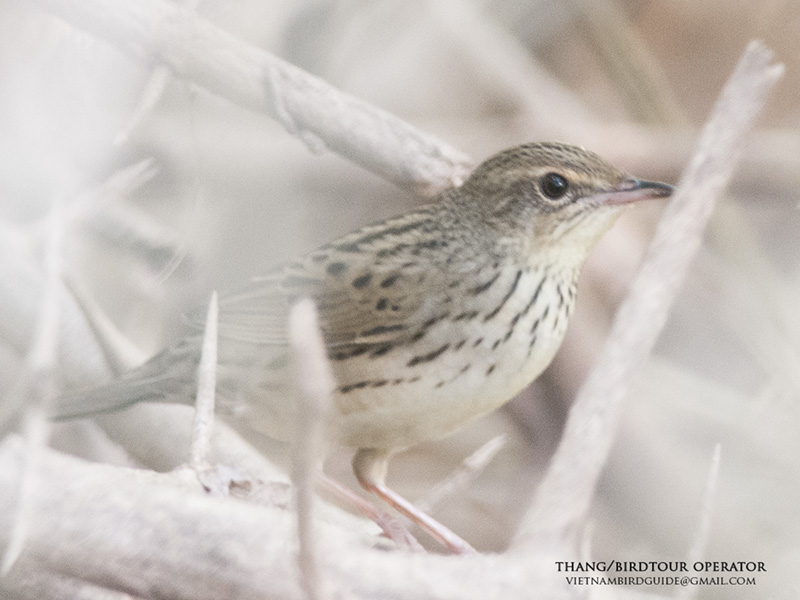 Birds of South East Asia