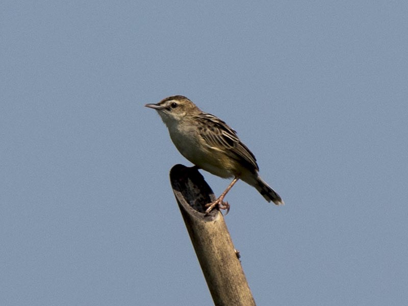 Birds of South East Asia