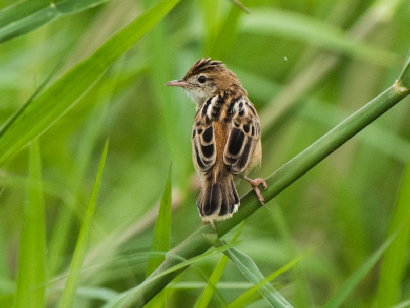 Birds of South East Asia