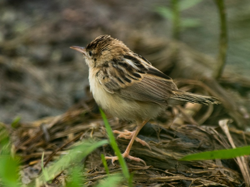 Birds of South East Asia