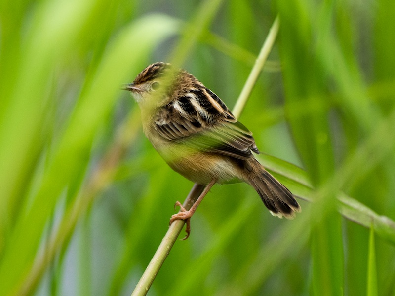Birds of South East Asia