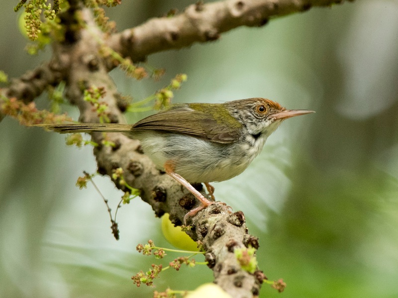 Birds of South East Asia