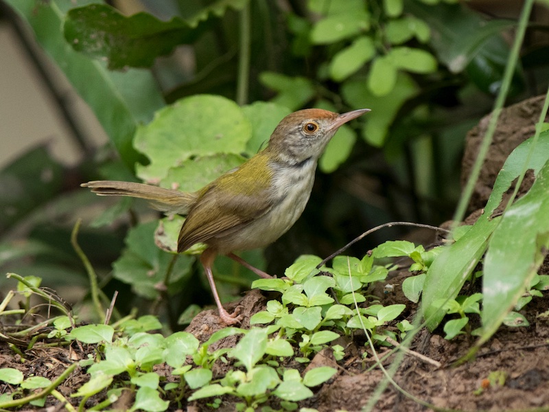 Birds of South East Asia