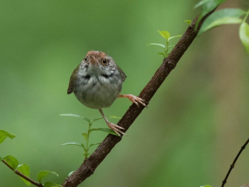 Birds of South East Asia