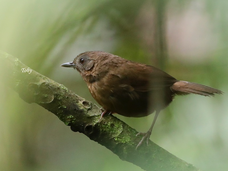 Birds of South East Asia