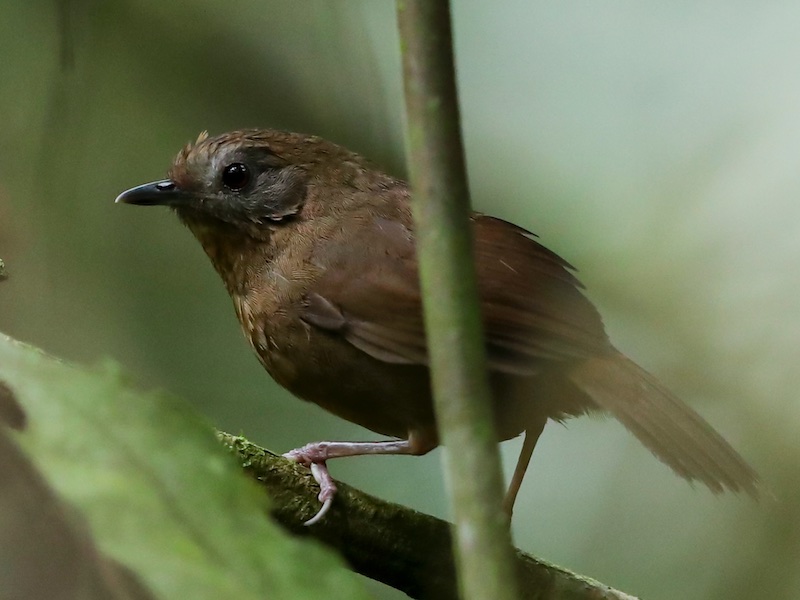 Birds of South East Asia