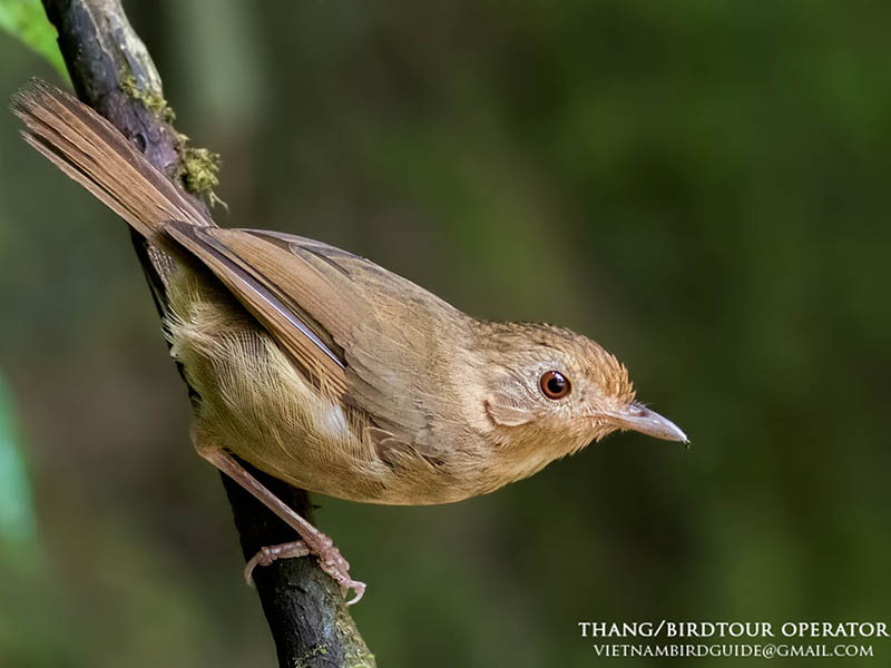 Birds of South East Asia