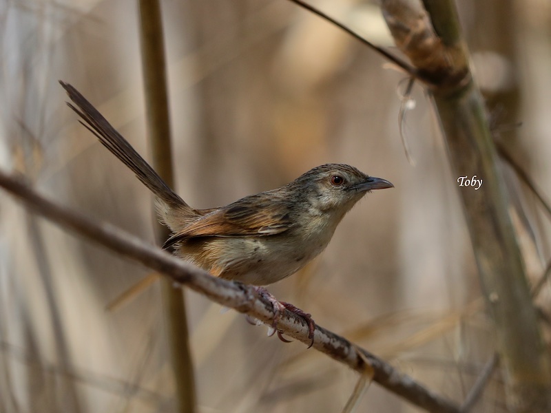 Birds of South East Asia