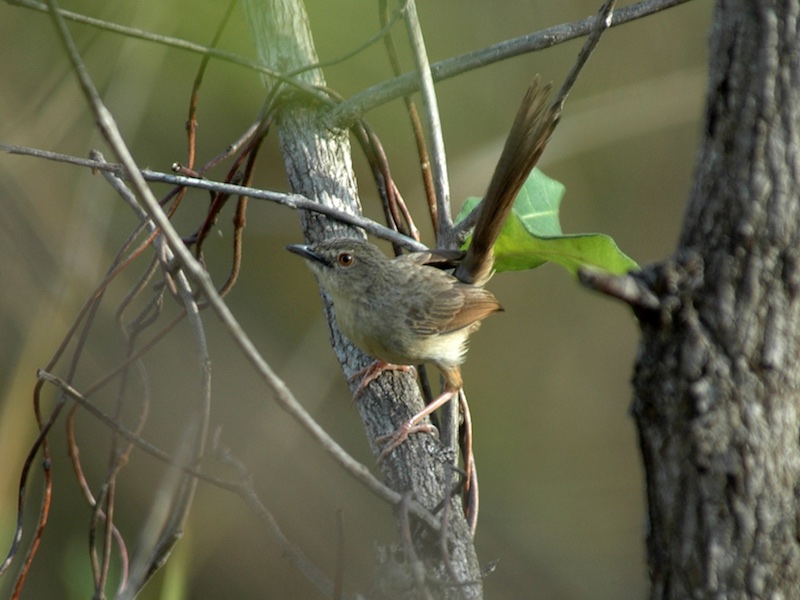 Birds of South East Asia