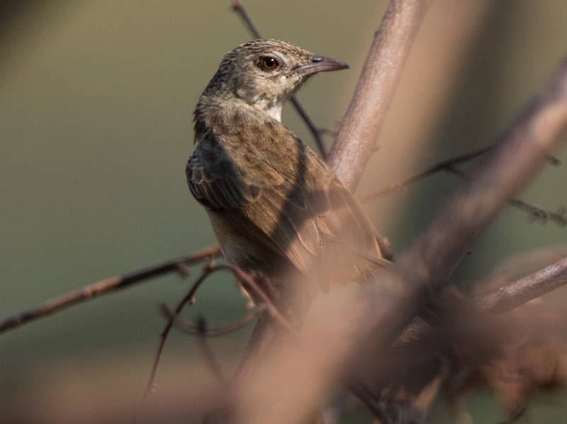 Birds of South East Asia
