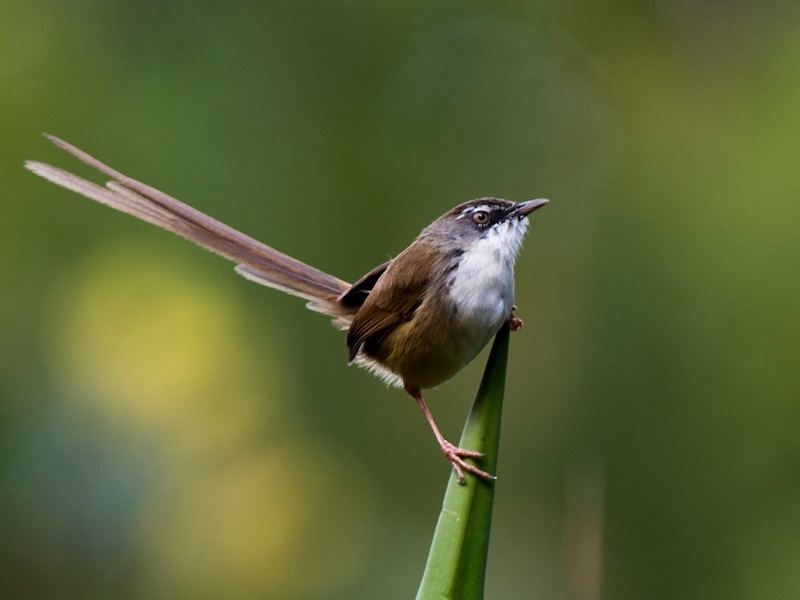 Birds of South East Asia