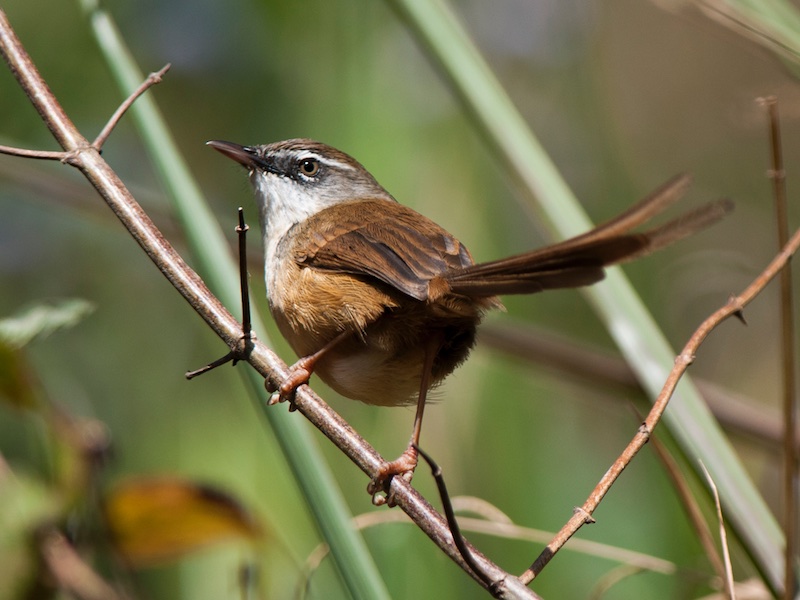 Birds of South East Asia